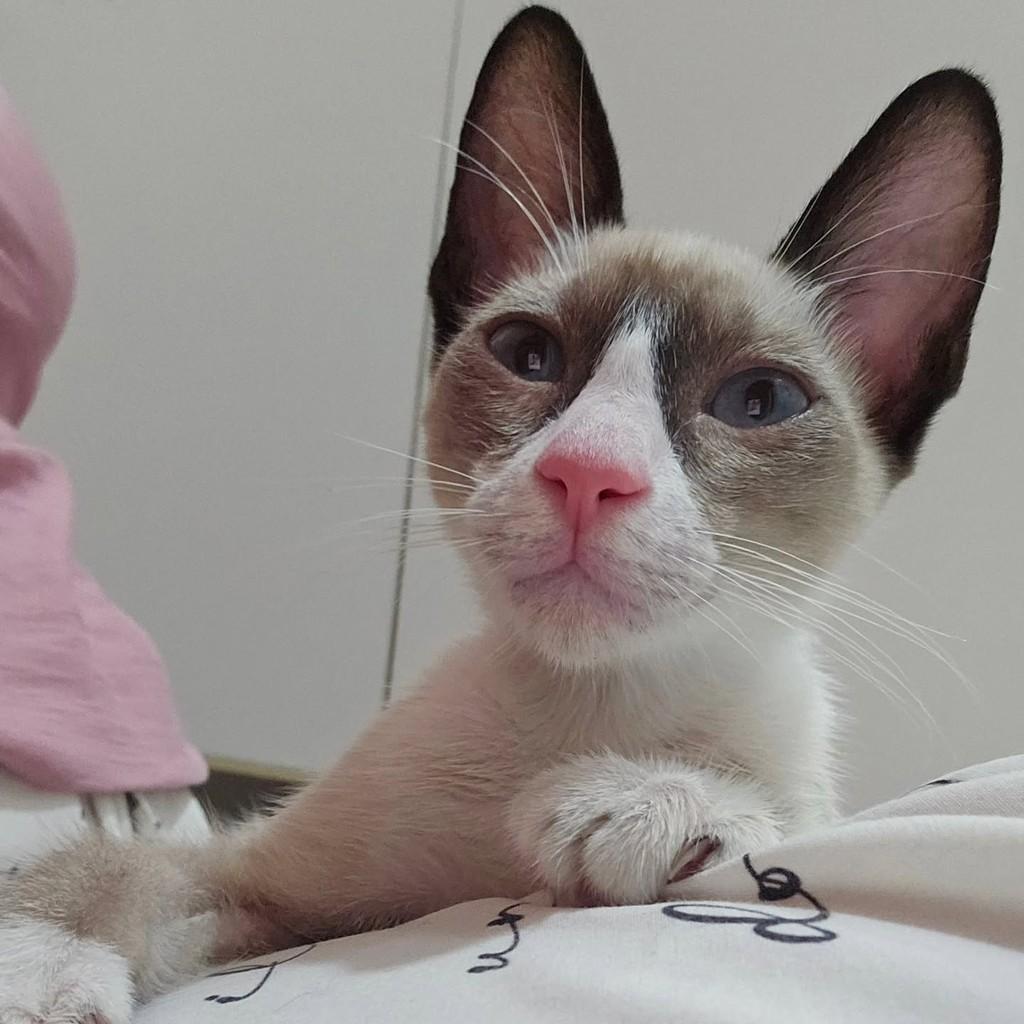 Sky, gata de porte pequeno para adoção em Manaus - AM