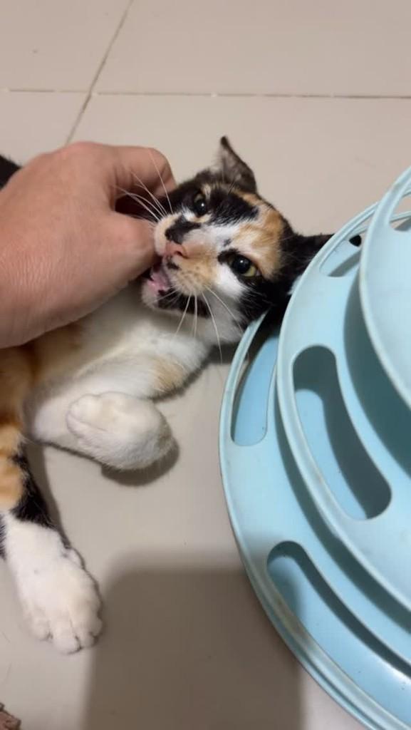 Frida, gata de porte pequeno para adoção em Manaus - AM