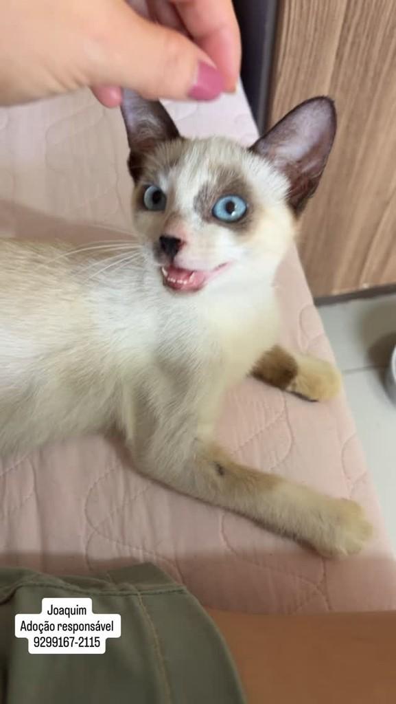 Joaquim, gato para adoção em Manaus - AM
