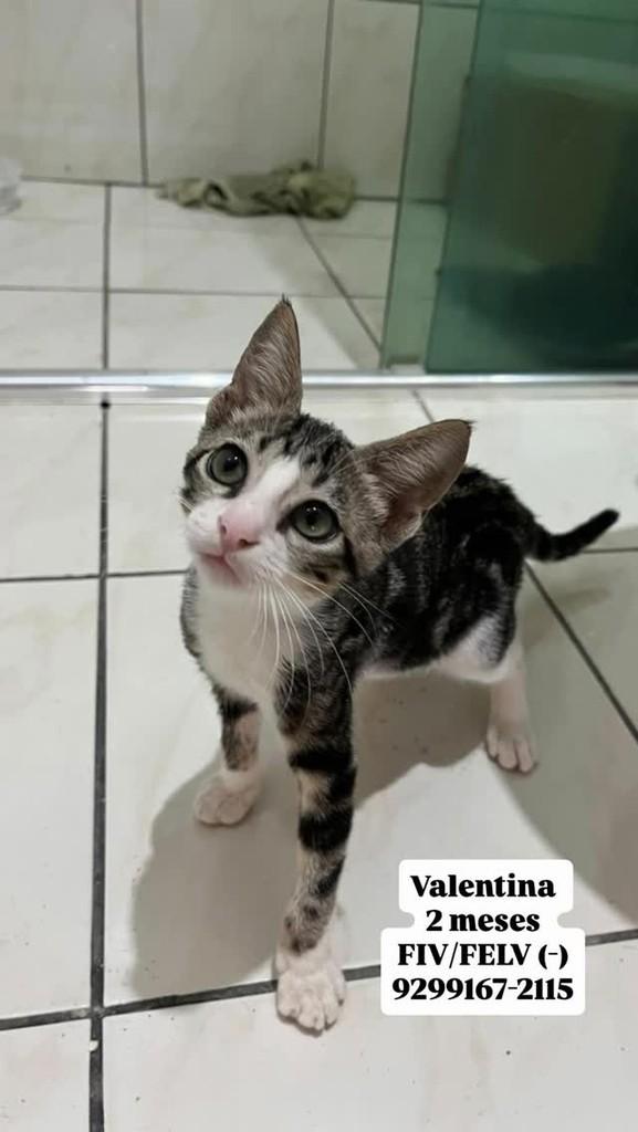Valentina, gata de porte pequeno para adoção em Manaus - AM