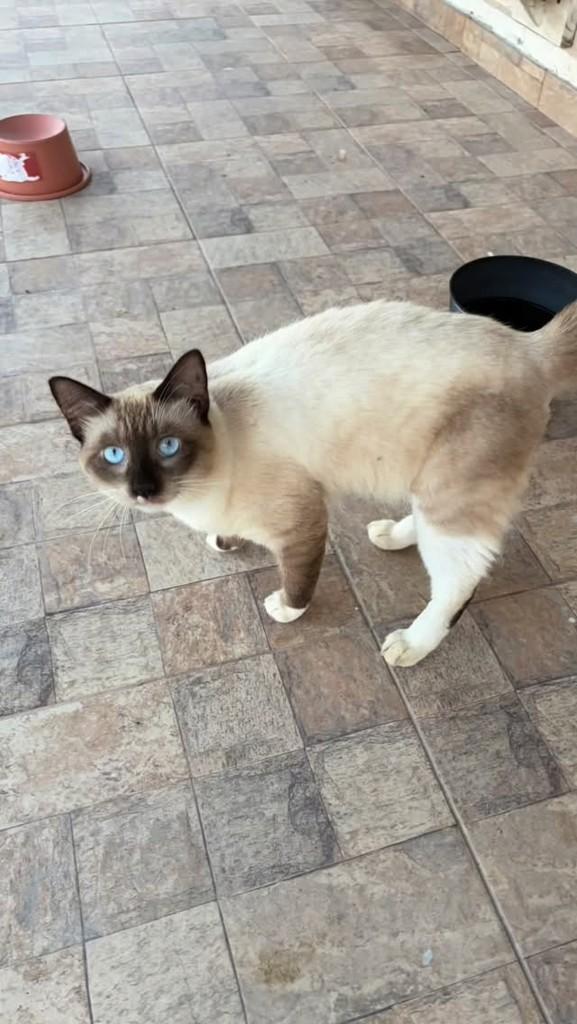 Gatão, gato de porte médio para adoção em Manaus - AM