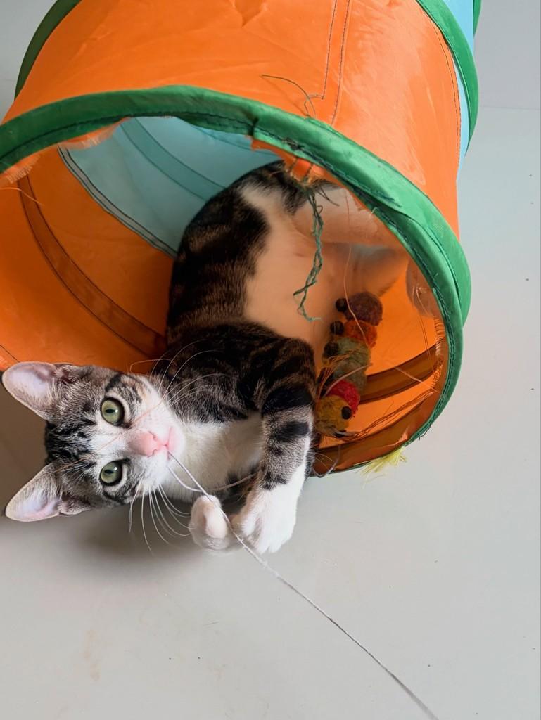 Velentina, gato de porte pequeno para adoção em Manaus - AM