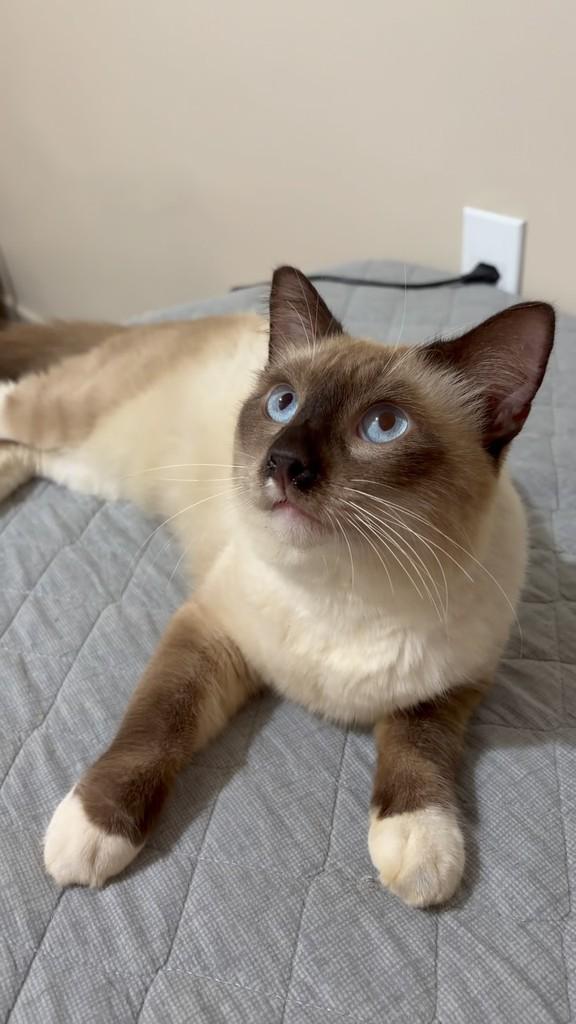 Federico, gato de porte médio para adoção em Manaus - AM