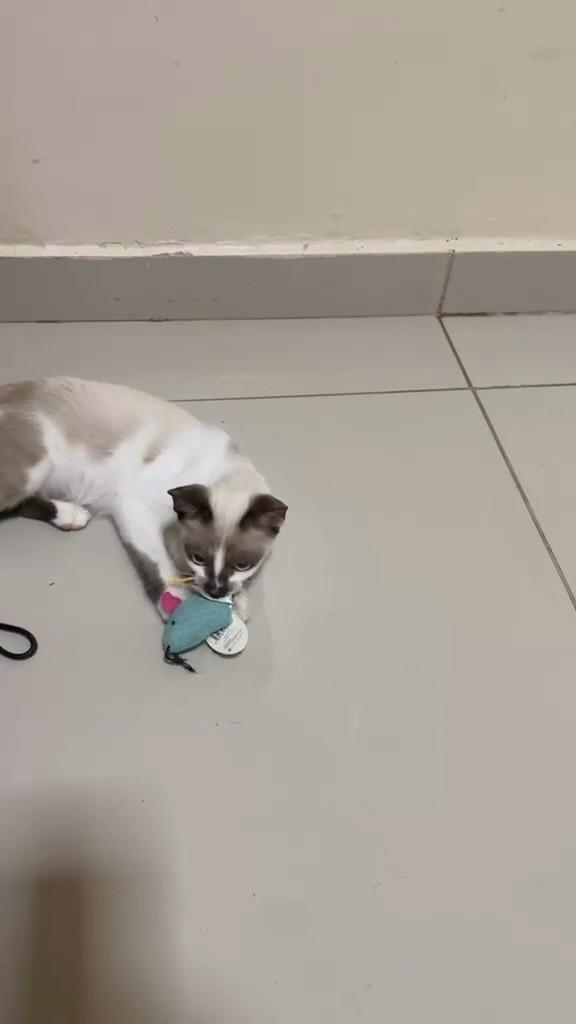 Olivia, gata de porte pequeno para adoção em Manaus - AM
