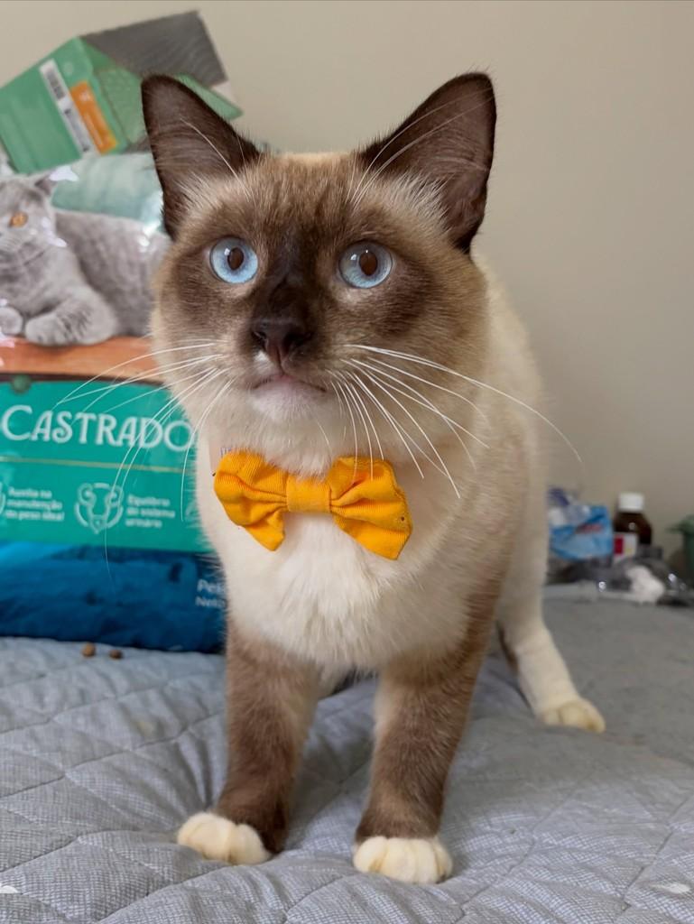 Frederico, gato de porte médio para adoção em Manaus - AM