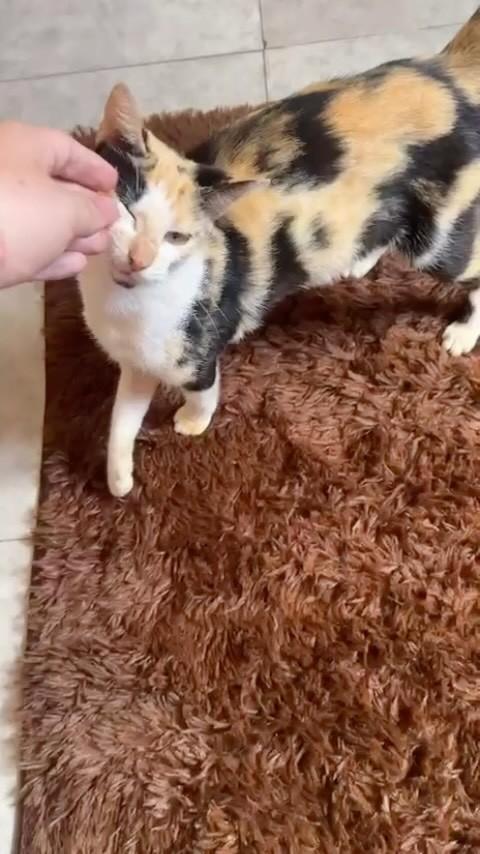 Princesa, gata de porte médio para adoção em Manaus - AM