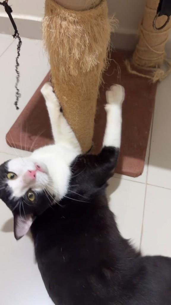 Dante, gato de porte médio para adoção em Manaus - AM