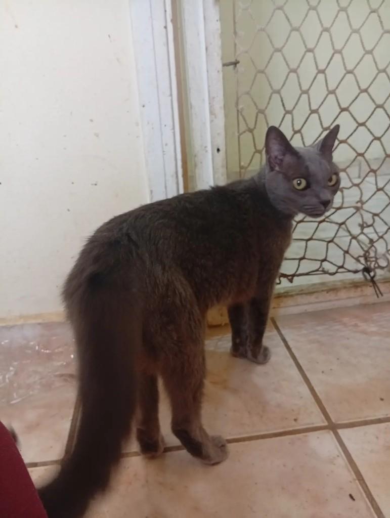 Esmeralda, gata para adoção em Osasco - SP