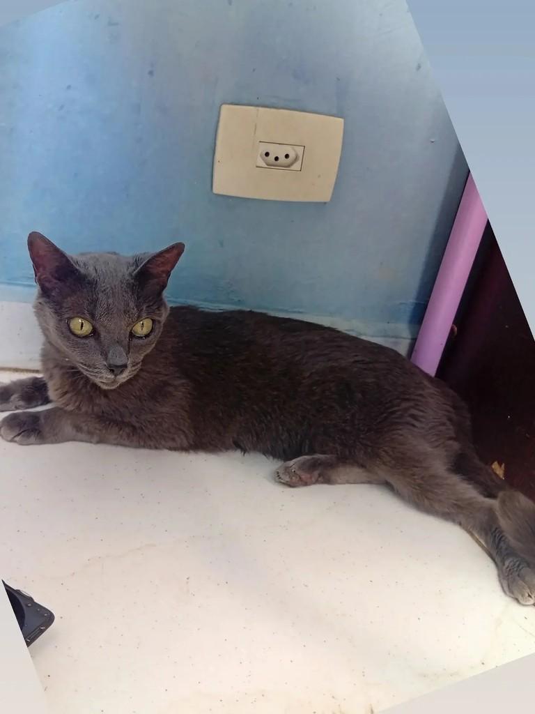 Esmeralda, gata para adoção em Osasco - SP — foto 2 de 3