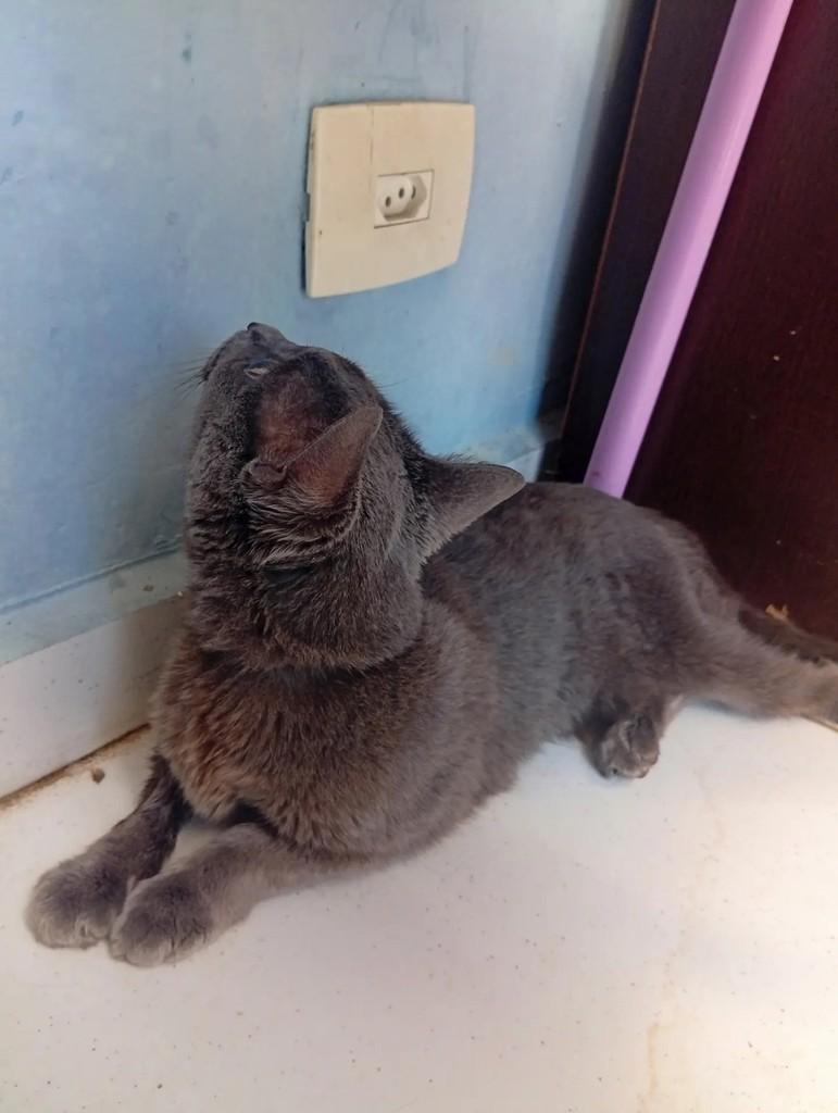 Esmeralda, gata para adoção em Osasco - SP — foto 3 de 3