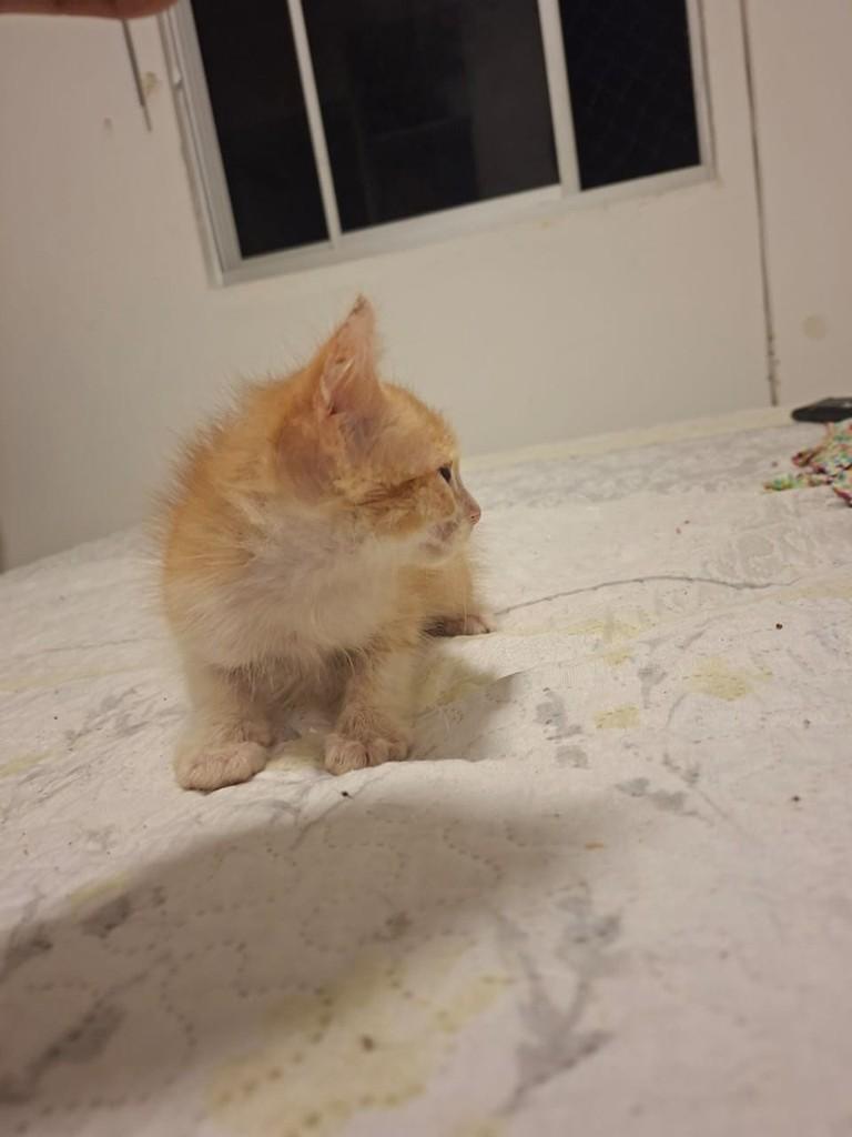 Lindezo, gato de porte pequeno para adoção em Maceió - AL