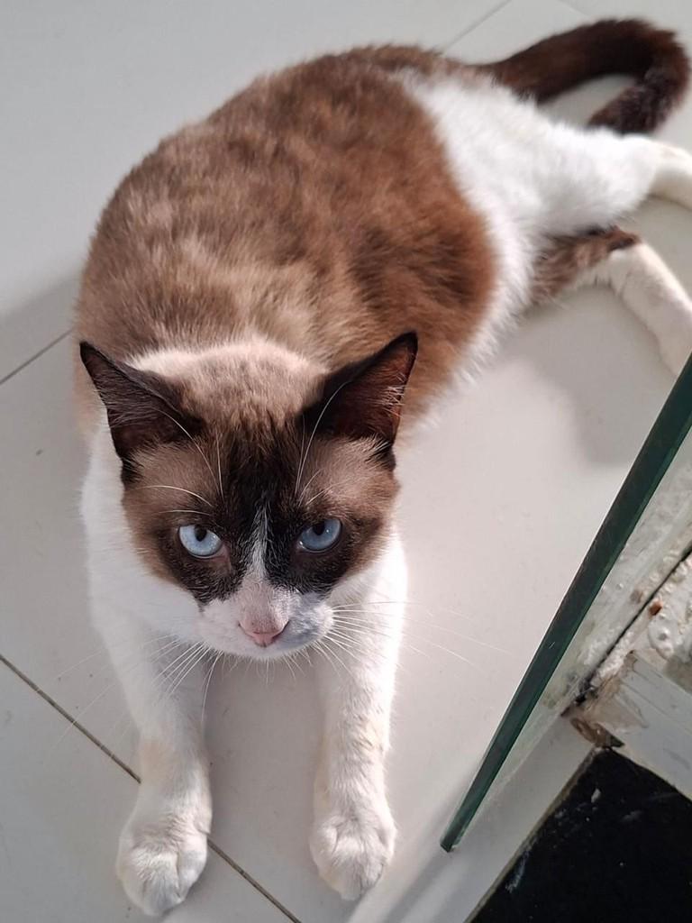 Snowshoe, gato de porte médio para adoção em Maceió - AL
