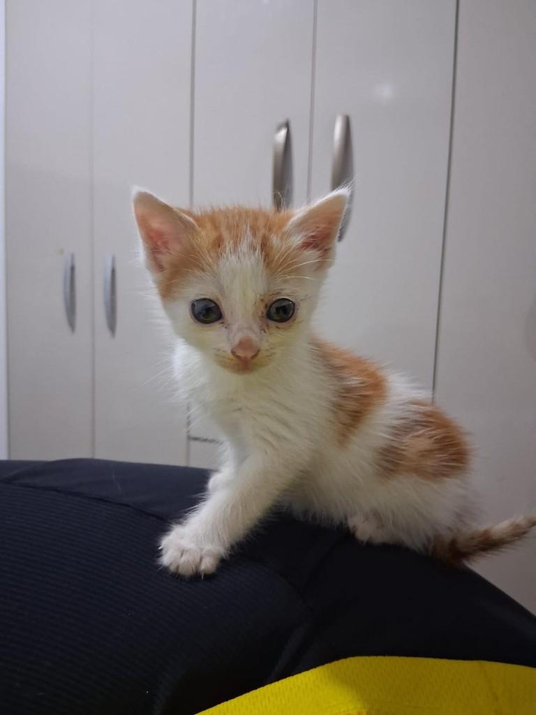 Amor, gato de porte pequeno para adoção em Maceió - AL