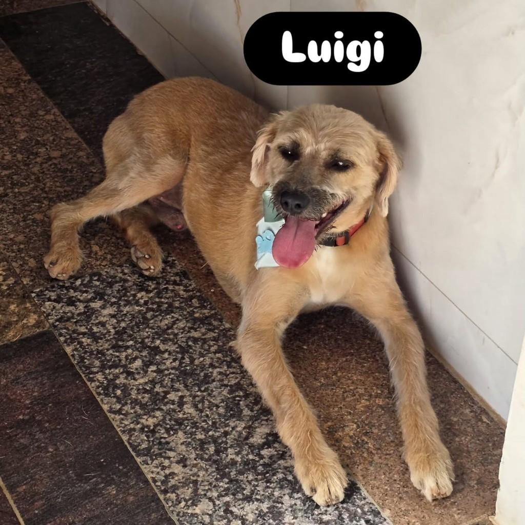 Luigi, cachorro de porte médio para adoção em Caldas Novas - GO