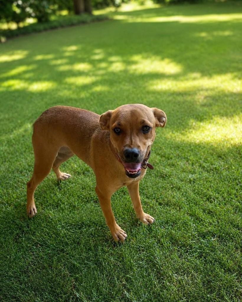Miojo, cadela de porte pequeno para adoção em Caldas Novas - GO