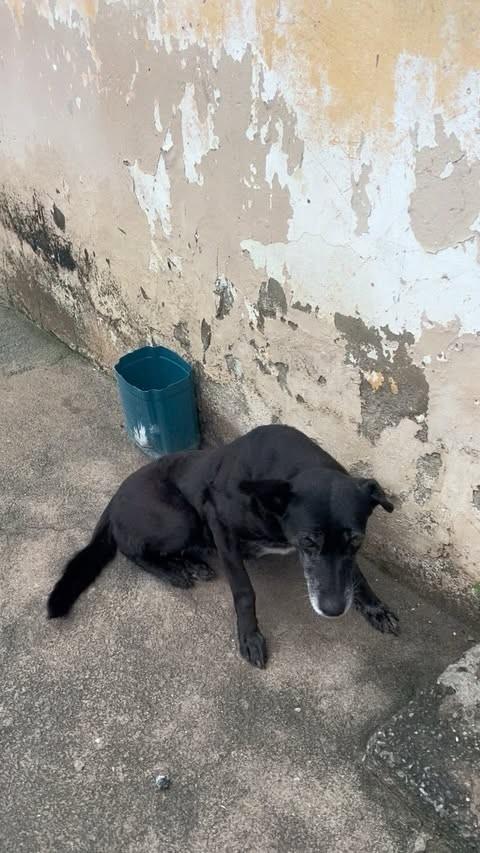 Pretinha, cachorro de porte pequeno para adoção em Rio das Ostras - RJ