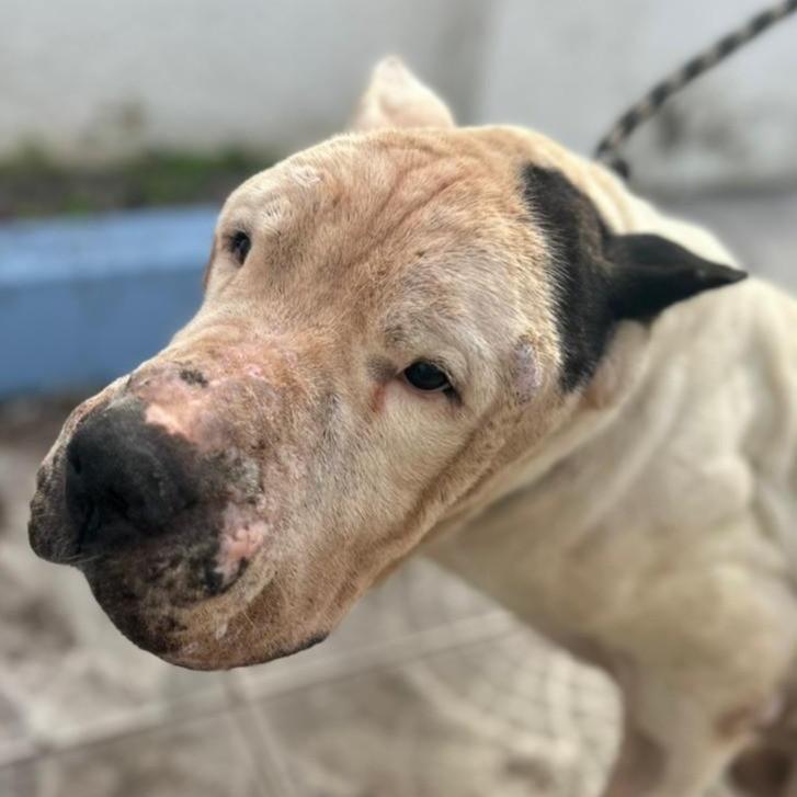 Zeus, cachorro de porte grande para adoção em Candelária - RS
