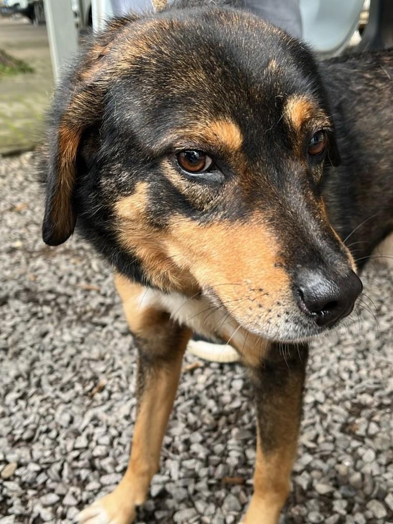 Brown, cachorro de porte grande para adoção em Candelária - RS