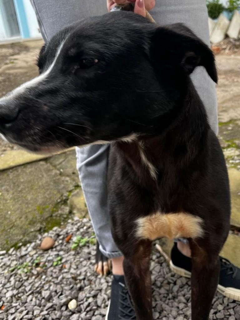 Feijão, cachorro de porte médio para adoção em Candelária - RS