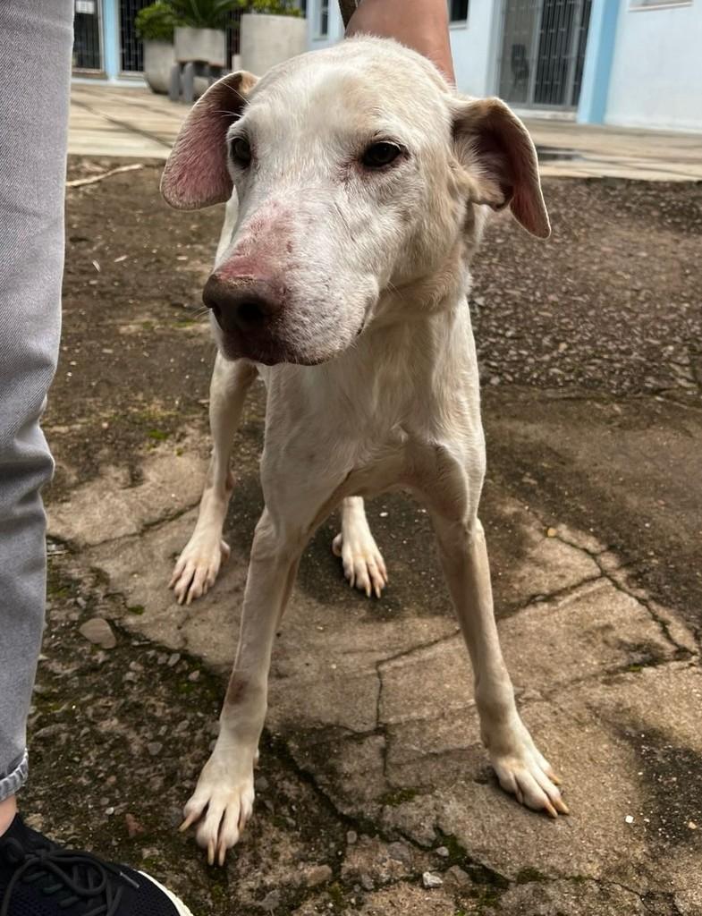 Branquinho, cachorro de porte grande para adoção em Candelária - RS
