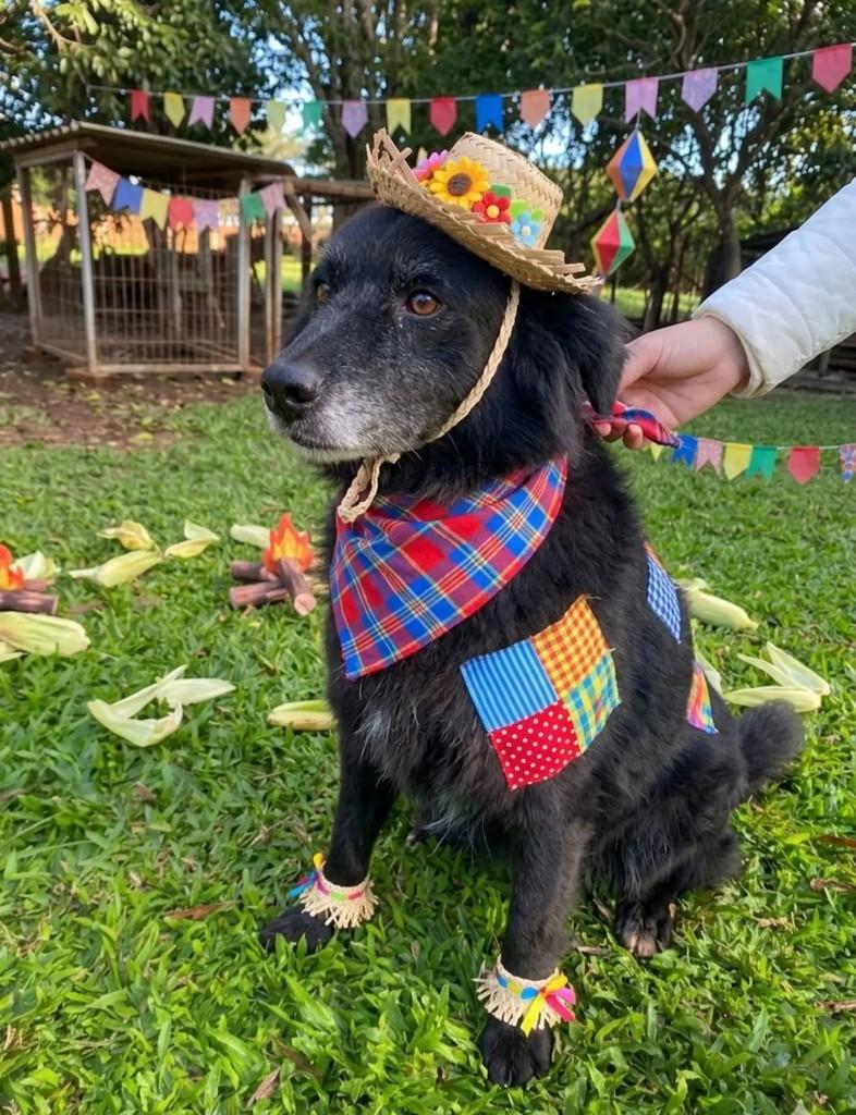 Úrsula, cachorro de porte médio para adoção em Candelária - RS