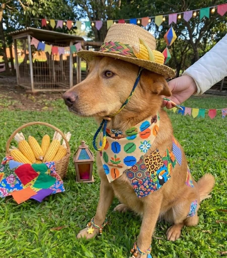 Akira, cachorro de porte médio para adoção em Candelária - RS