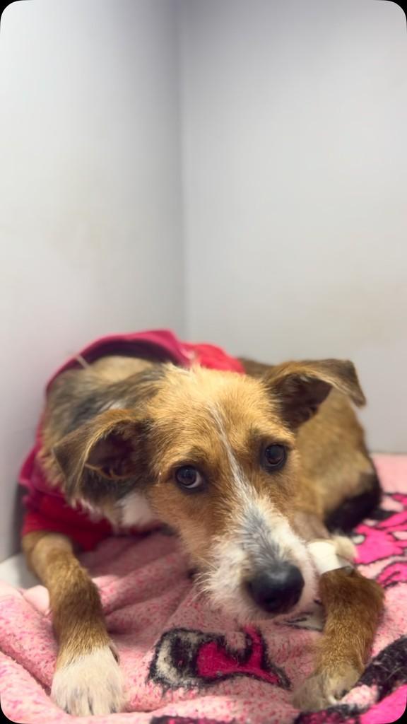 Fiapo, cachorro de porte pequeno para adoção em Candelária - RS