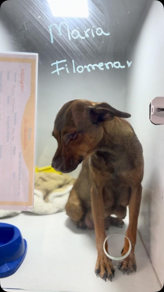Maria Filomena, cachorro de porte pequeno para adoção em Candelária - RS