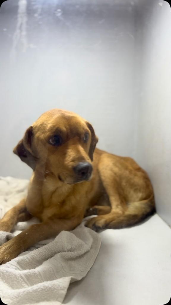 Espeto, cachorro de porte médio para adoção em Candelária - RS