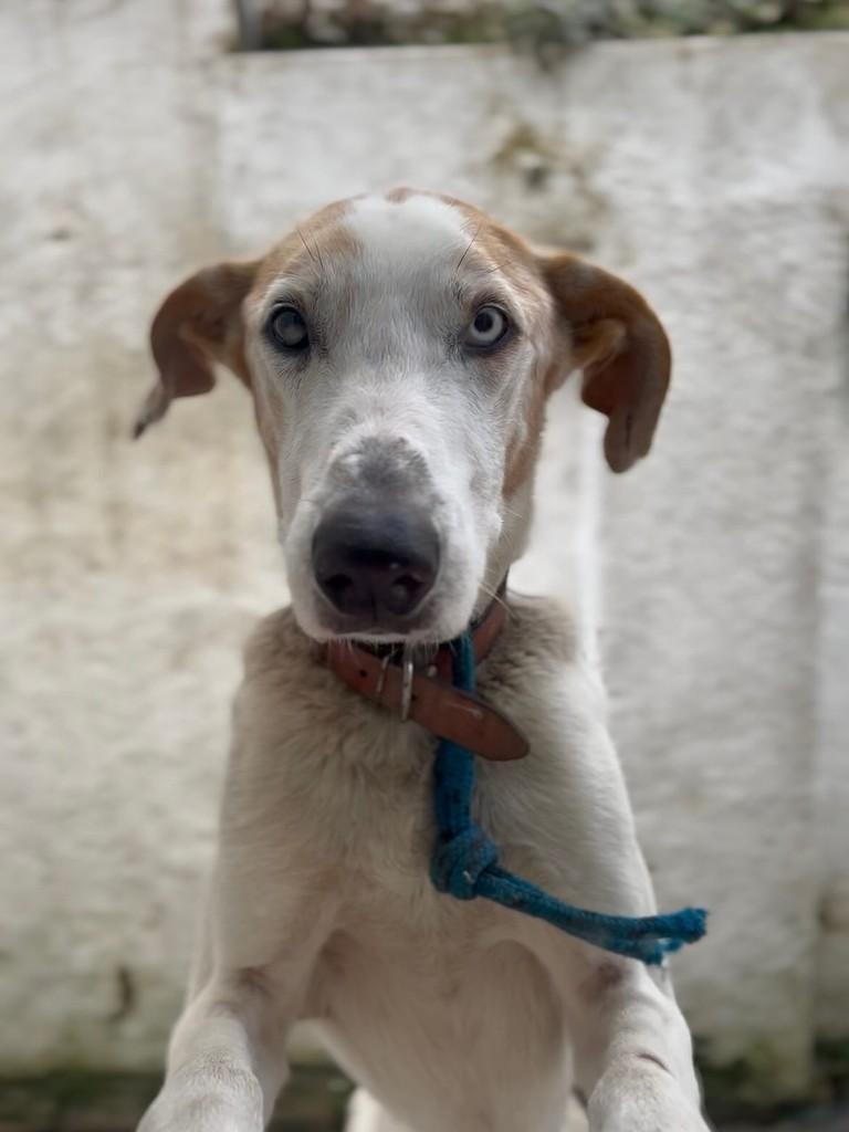 Bono, cachorro de porte grande para adoção em Candelária - RS