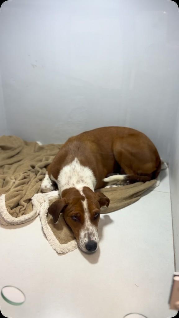 Juju, cachorro de porte pequeno para adoção em Candelária - RS