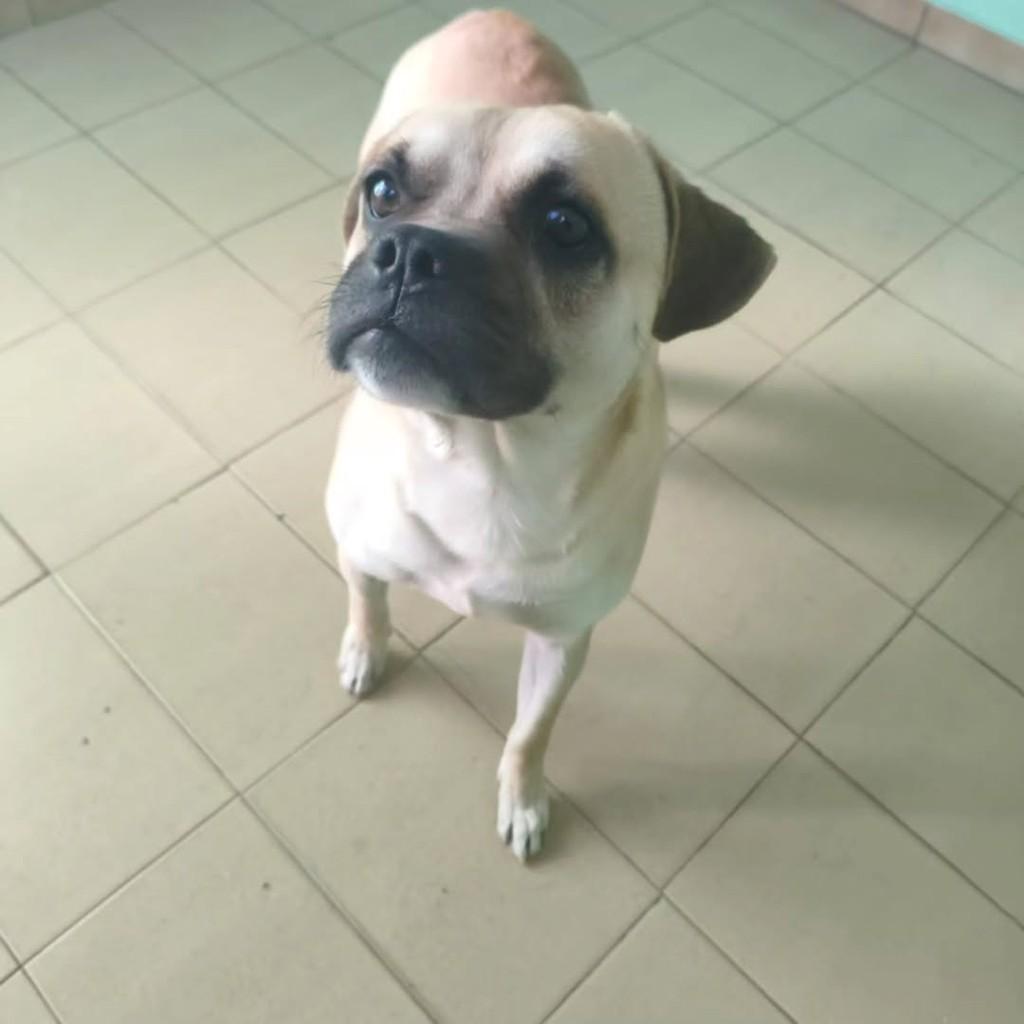 Doguinho, cachorro de porte pequeno para adoção em Cerqueira César - SP