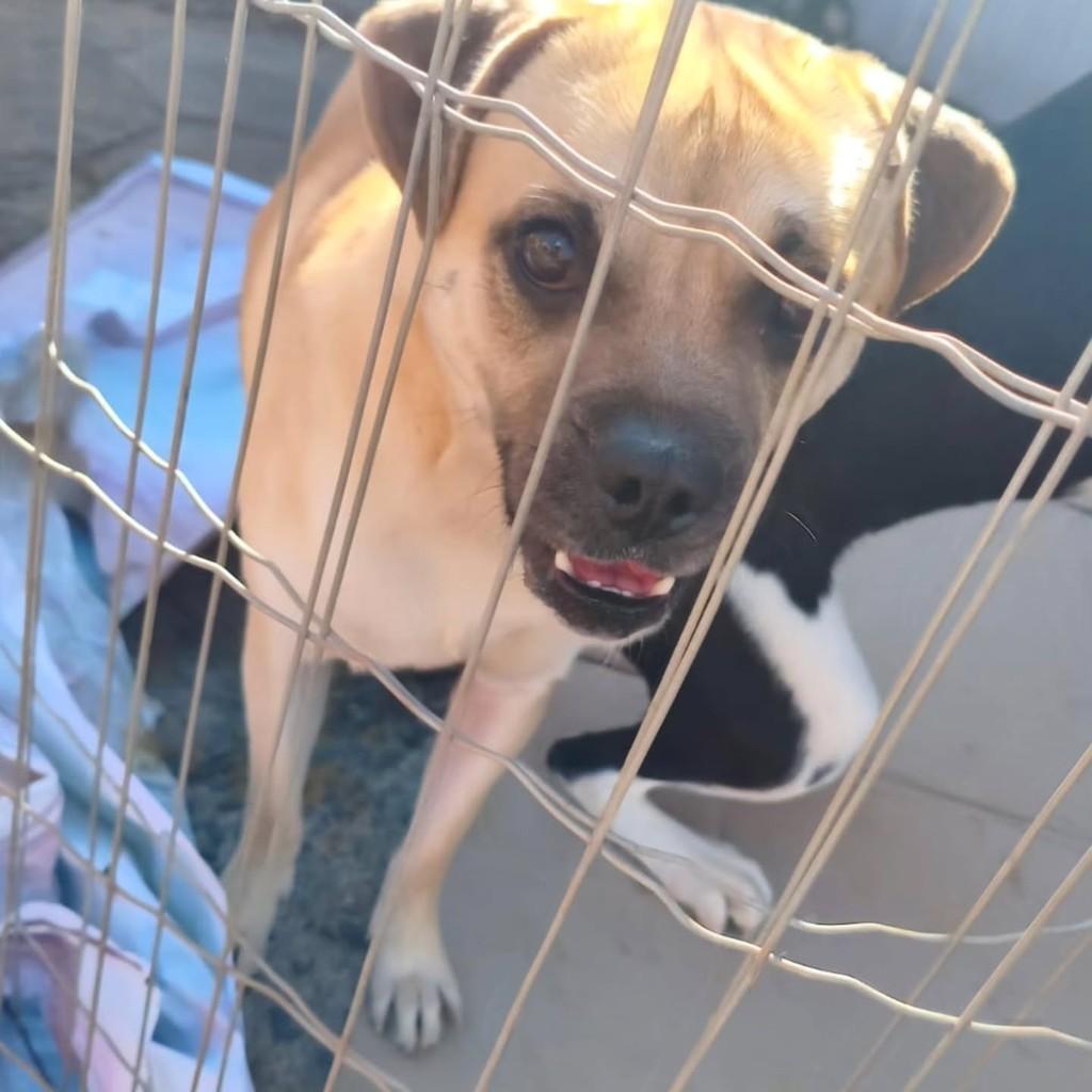 Mirosmar, cachorro de porte médio para adoção em Cerqueira César - SP