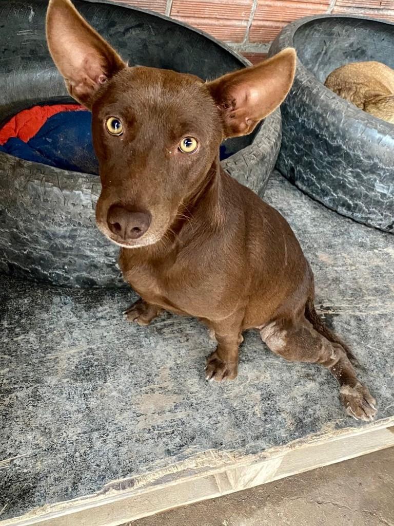 Salvador, cachorro de porte pequeno para adoção em Salvador - BA