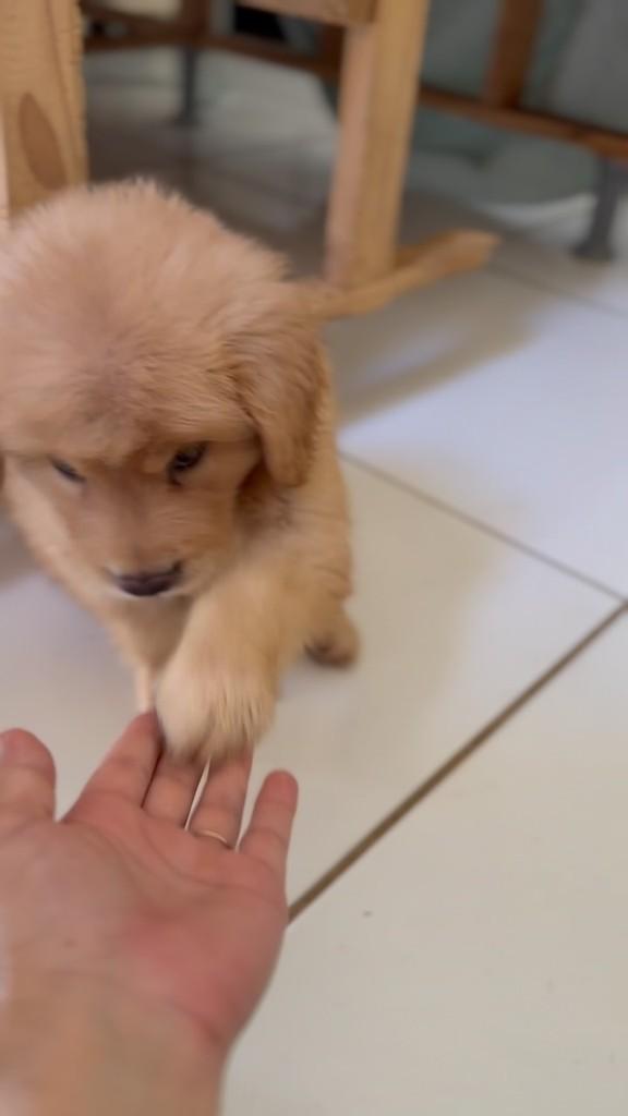 Chico, cachorro de porte pequeno para adoção em Caucaia - CE