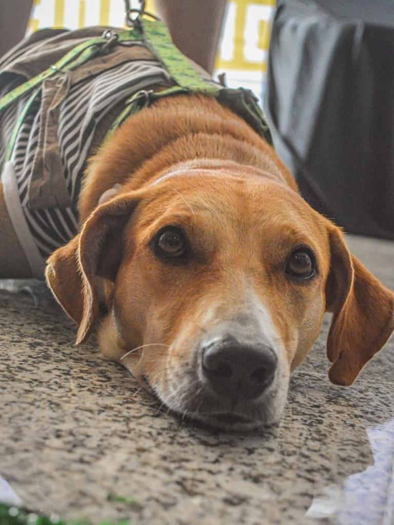 Brad, cachorro de porte grande para adoção em Caucaia - CE