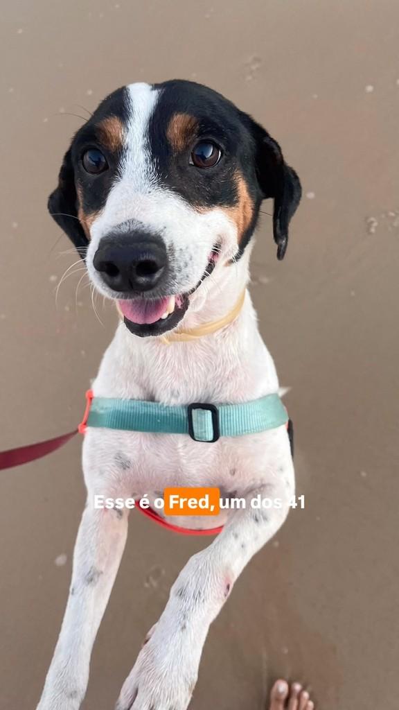 Fred, cachorro de porte grande para adoção em Caucaia - CE