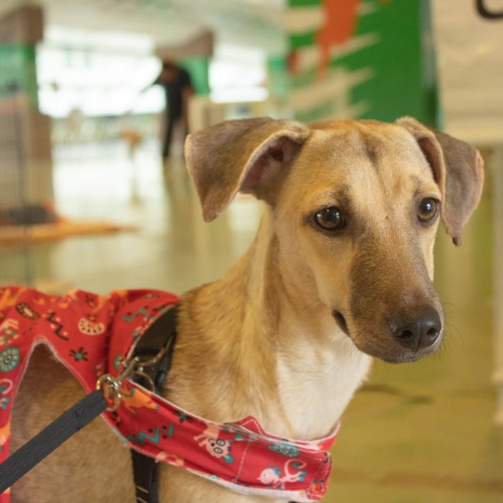 Mel, cachorro de porte pequeno para adoção em Caucaia - CE