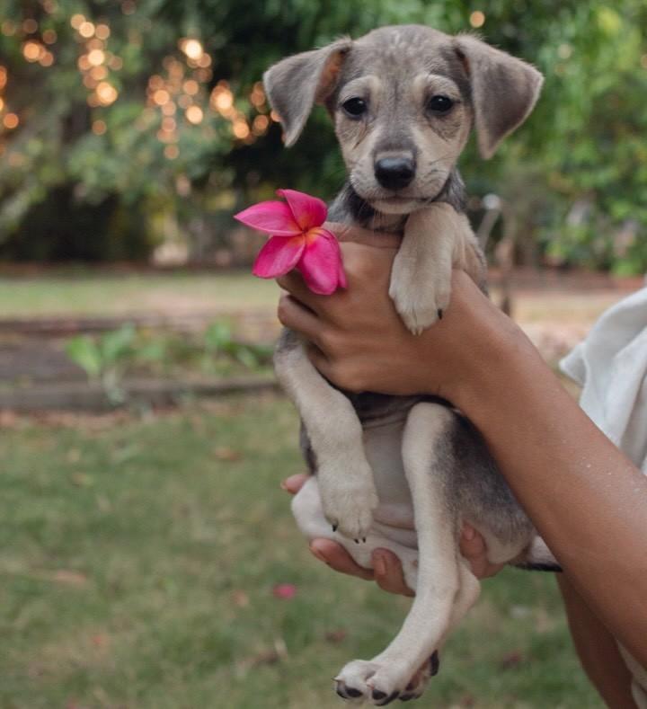 Amelie, cachorro de porte pequeno para adoção em Caucaia - CE