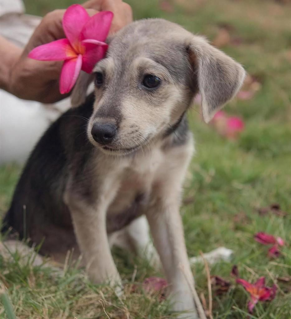 Amelie, cachorro de porte pequeno para adoção em Caucaia - CE — foto 2 de 6