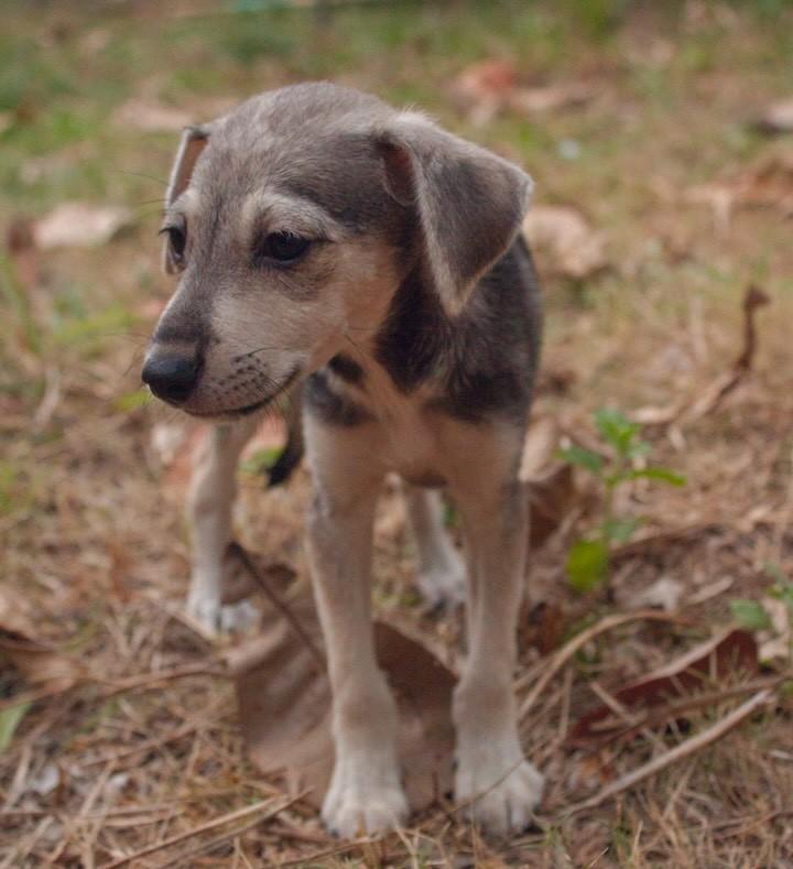 Amelie, cachorro de porte pequeno para adoção em Caucaia - CE — foto 3 de 6