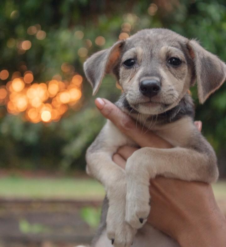 Amelie, cachorro de porte pequeno para adoção em Caucaia - CE — foto 4 de 6