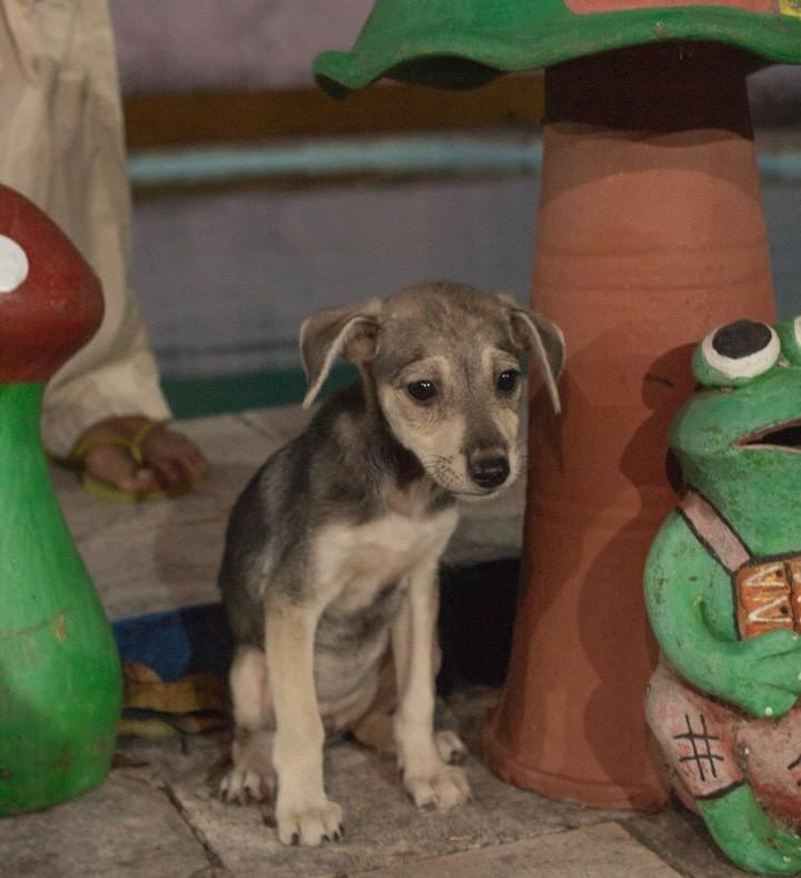 Amelie, cachorro de porte pequeno para adoção em Caucaia - CE — foto 5 de 6