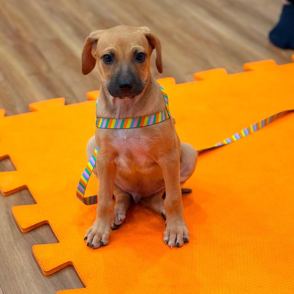 Thor, cachorro de porte pequeno para adoção em Caucaia - CE