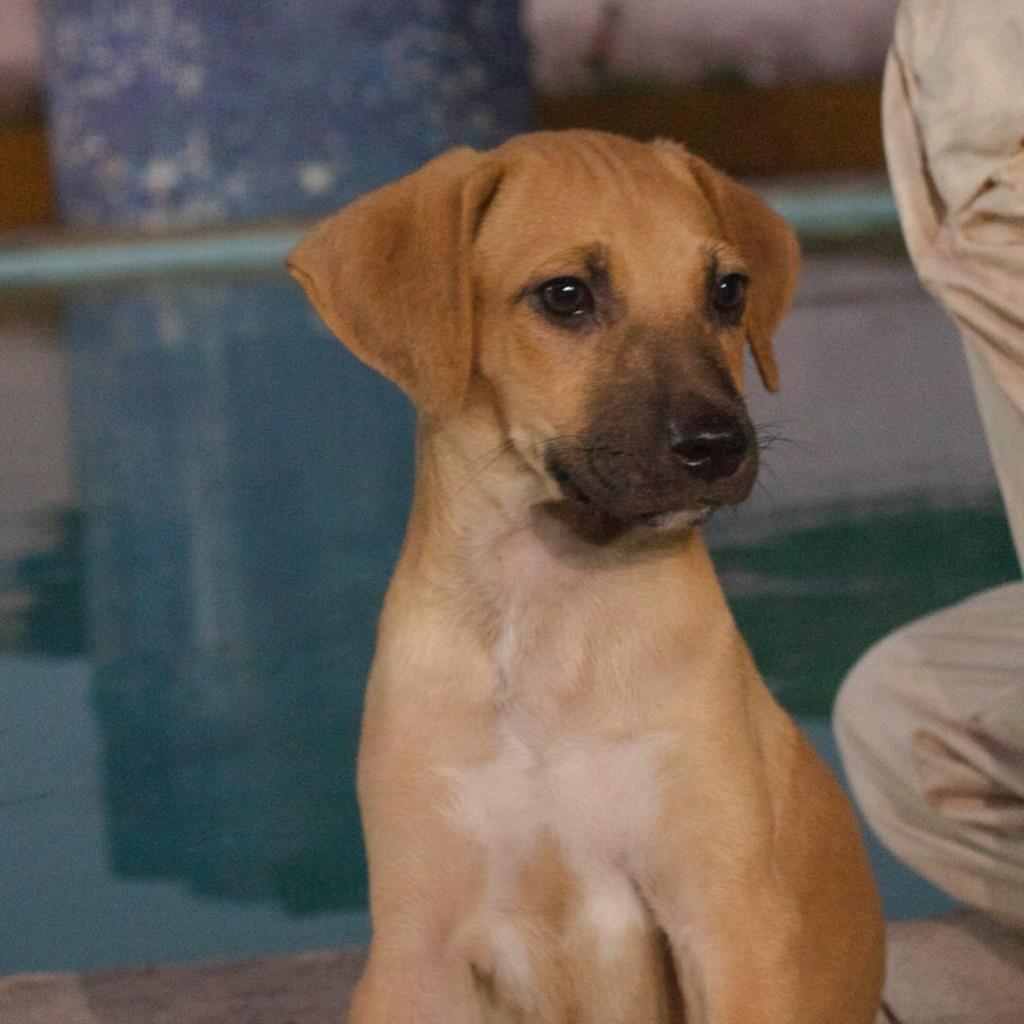 Thor, cachorro de porte pequeno para adoção em Caucaia - CE — foto 2 de 3