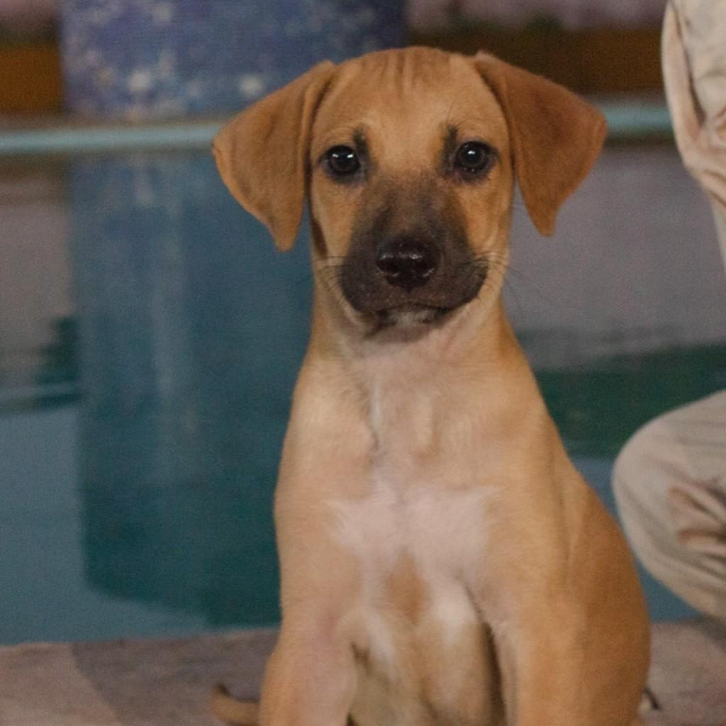 Thor, cachorro de porte pequeno para adoção em Caucaia - CE — foto 3 de 3