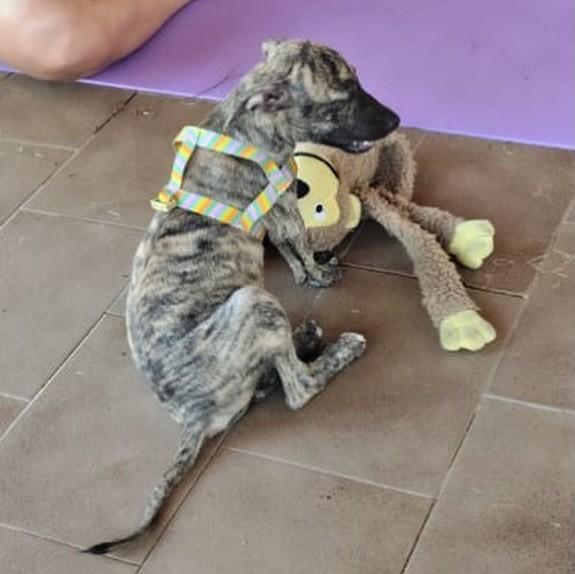 Clarinha, cachorro de porte pequeno para adoção em Caucaia - CE