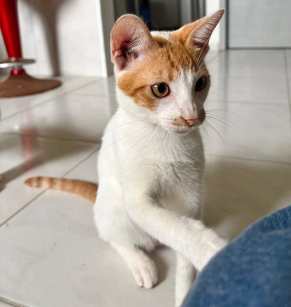 Fred, gato de porte pequeno para adoção em Caucaia - CE