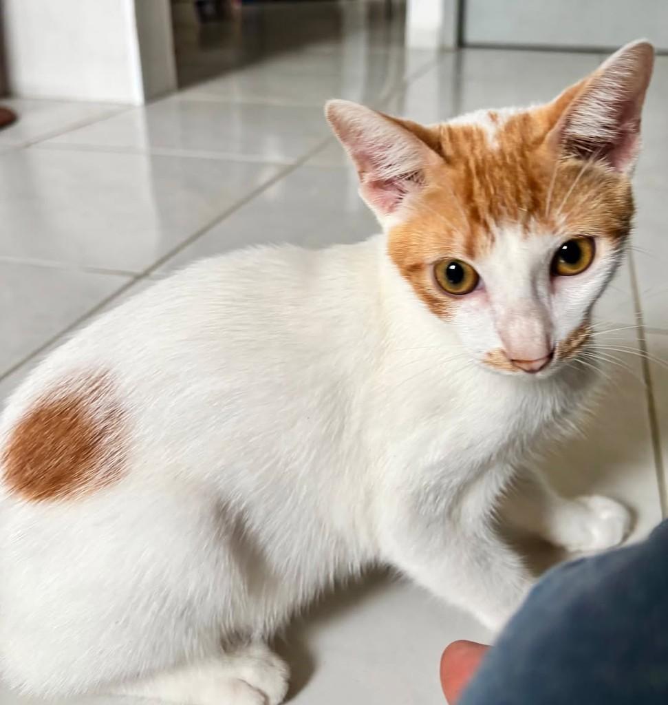 Fred, gato de porte pequeno para adoção em Caucaia - CE — foto 2 de 3