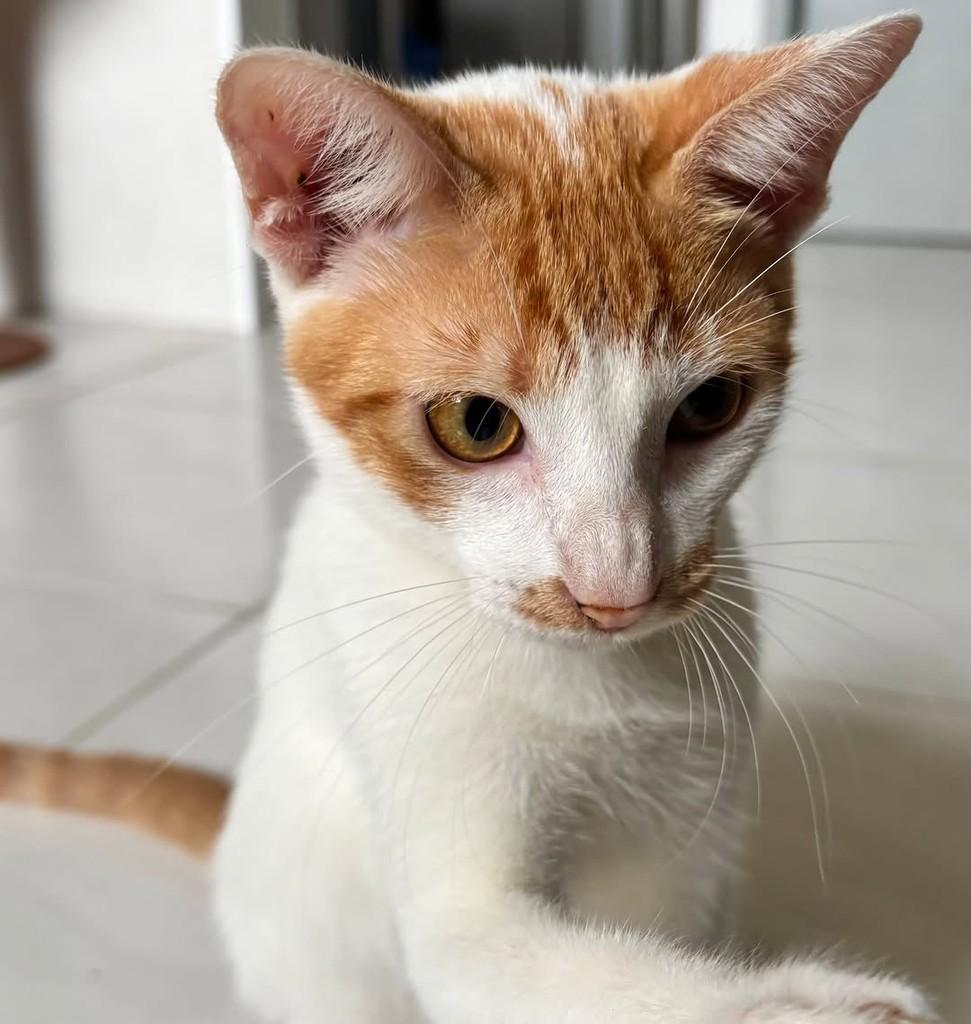 Fred, gato de porte pequeno para adoção em Caucaia - CE — foto 3 de 3